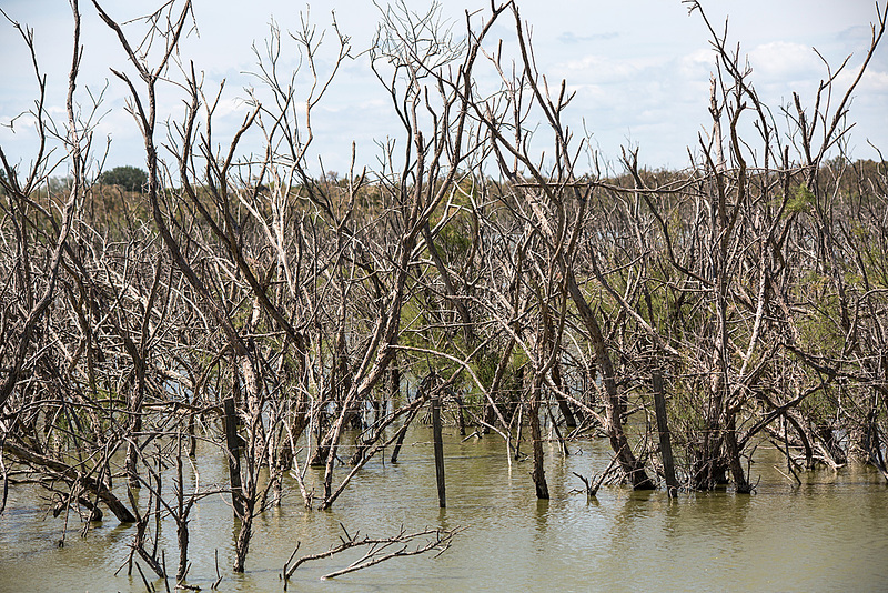 20150520 8005VRTw [F] Sumpf, Vauvert, Camargue