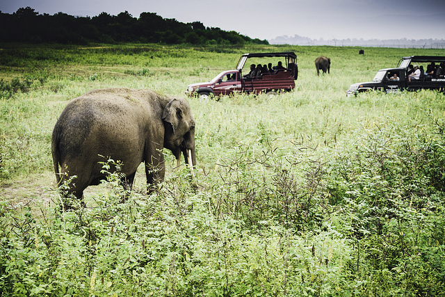 Everyone wants to click a tusker