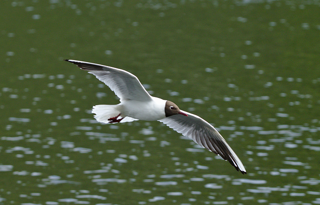 Blackheaded Gull EF7A3611