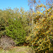 Sunny Autumn Monday - colours by the pond