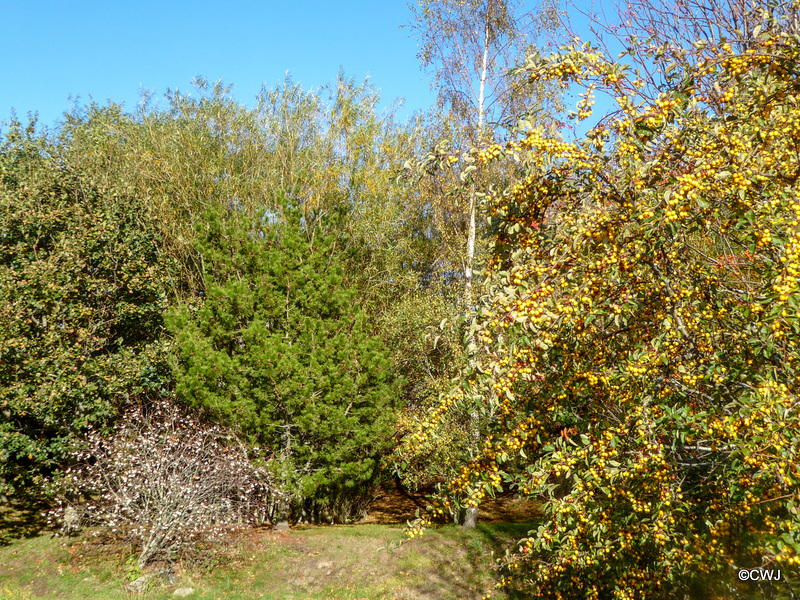 Sunny Autumn Monday - colours by the pond