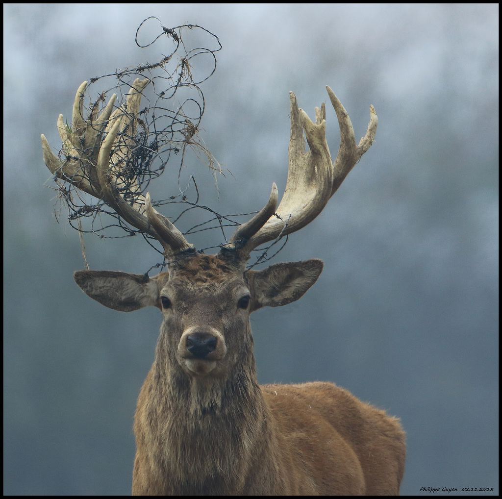 CERF