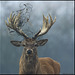 CERF