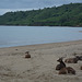 Indonesia, Deer on the Beach on the Island of Komodo