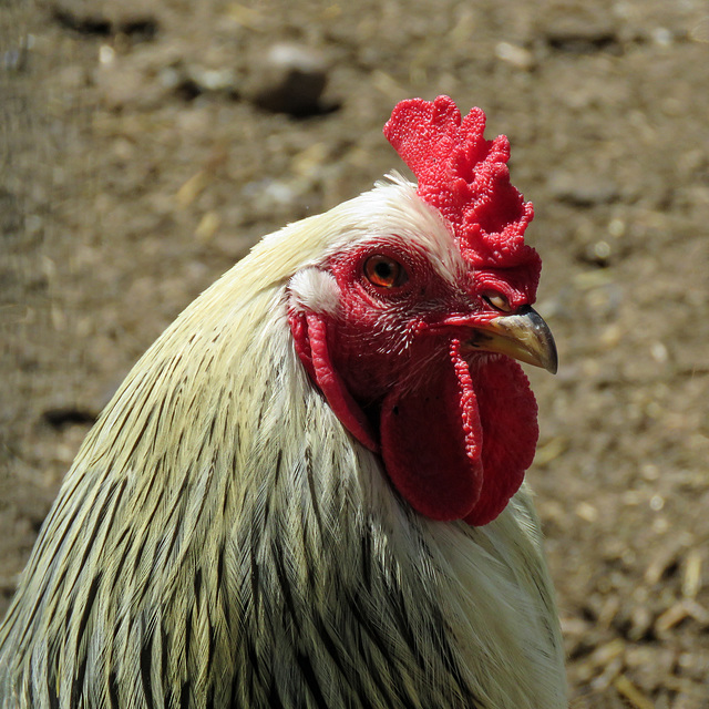 Rooster Rooster