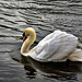 Swan on the River Stour