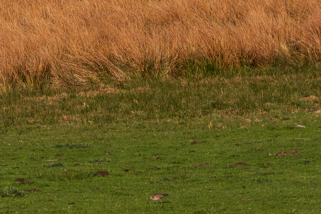 Whimbrel  - an unusal visitor