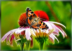 Real butterfly on virtual flower. ©UdoSm