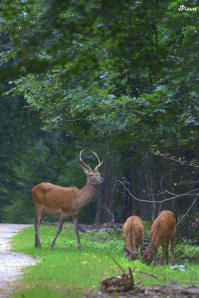 Plus Daguet pas tout à fait Cerf
