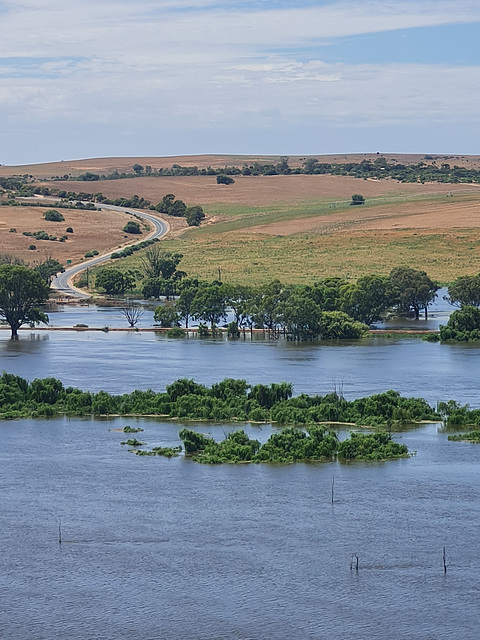 Flooding near Mannum on the Murray