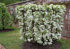 Trained Pear Tree
