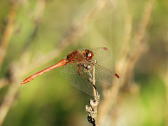 Southern Darter m (Sympetrum meridionale) 01-10-2011 16-18-24