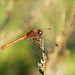 Southern Darter m (Sympetrum meridionale) 01-10-2011 16-18-24