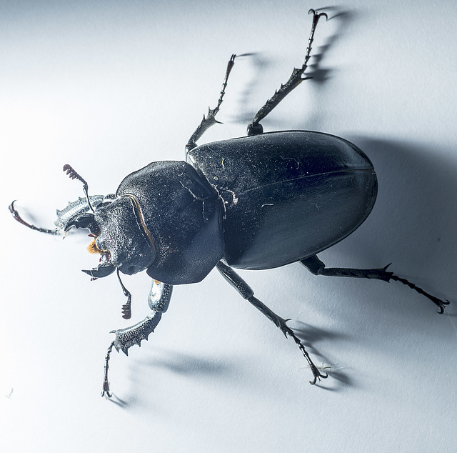 Female 'Lesser Stag Beetle'