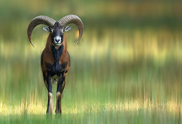 Mouflon