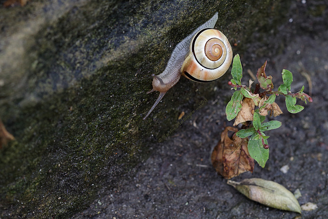 Hain-Bänderschnecke