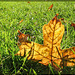 303/366: Glowing Leaf in the Grass
