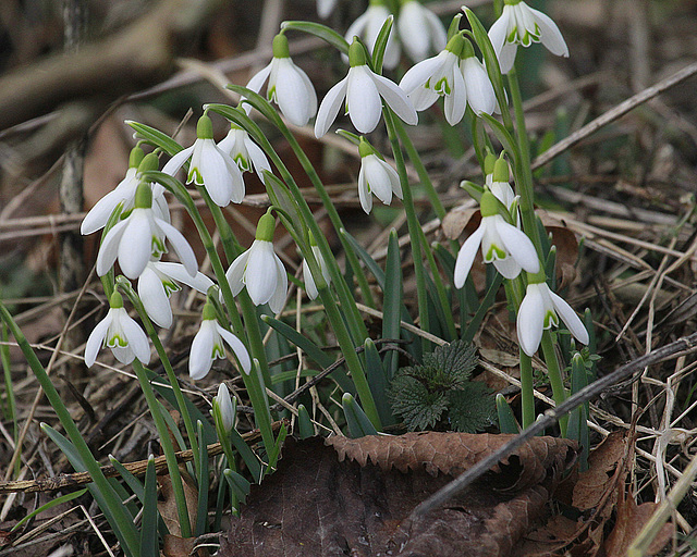 Perce  sans neige ;-))