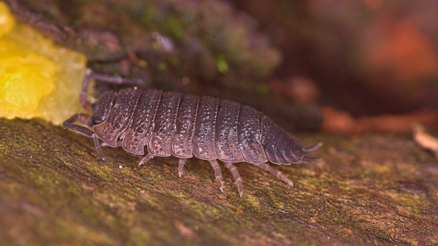 Woodlouse IMG_1011