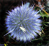 Bleu épineux.