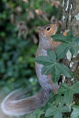 EOS 6D Peter Harriman 13 48 26 02963 Squirrel dpp