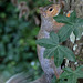 EOS 6D Peter Harriman 13 48 26 02963 Squirrel dpp