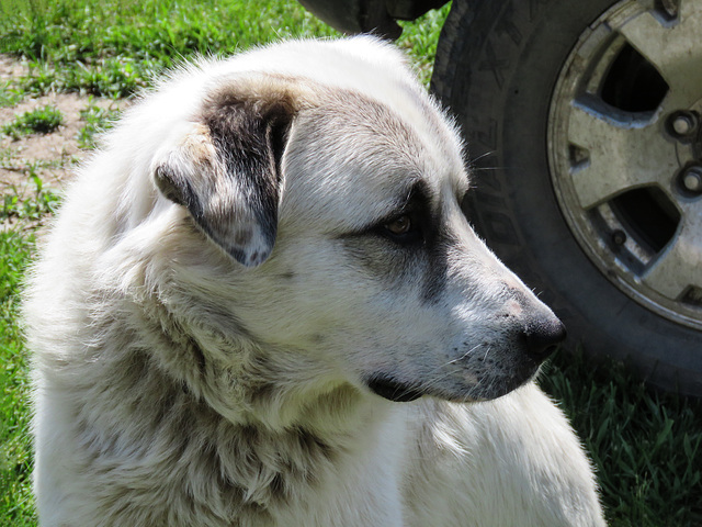 Andolesian Shepherd, farm dog