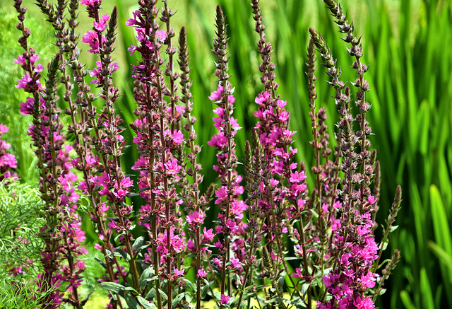 Flowers from The Walled Garden.