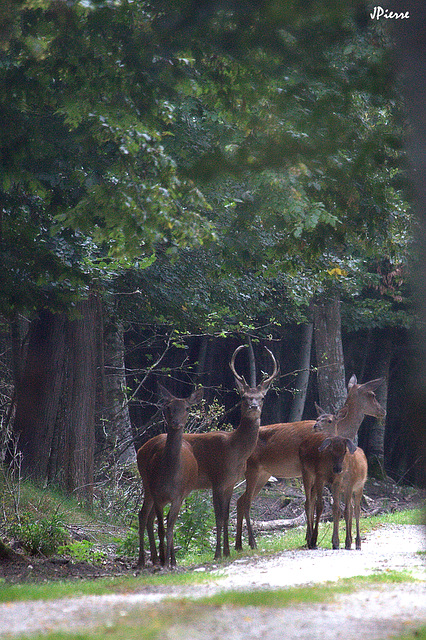 Le cerf à "la guimbarde"