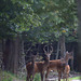 Le cerf à "la guimbarde"