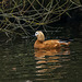 Ruddy shelduck