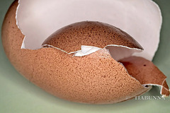 Macro eggshell