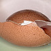 Macro eggshell