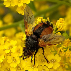 la Tachinaire sauvage, (Tachina fera),