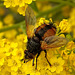 la Tachinaire sauvage, (Tachina fera),