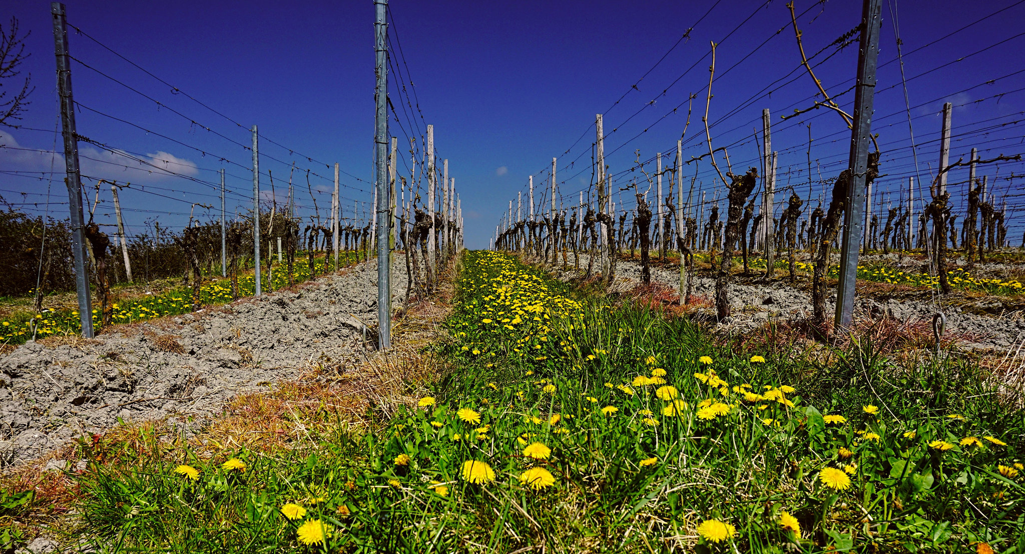 Ein fränkischer Weinberg - A Franconian Vineyard - Un vignoble en Franconie - Please view on black!