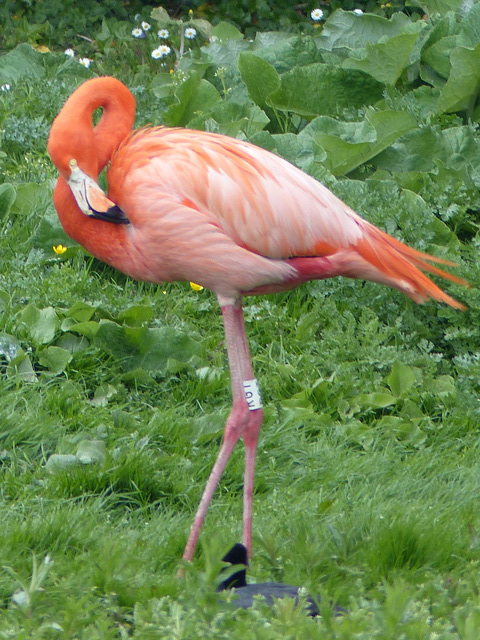 Scenes from Slimbridge (3) - 20 May 2015