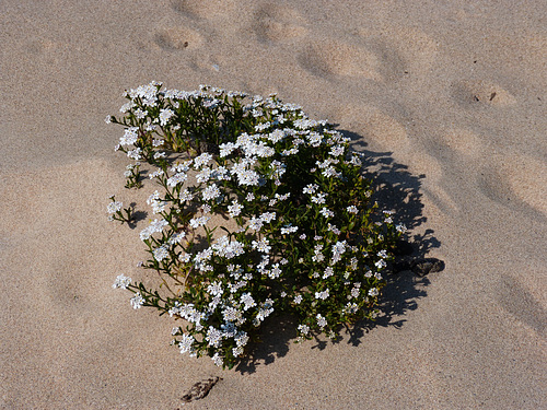Dunas