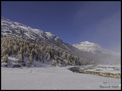 Lärchenwald bei den Bernina Häuser  am Bernina Pass