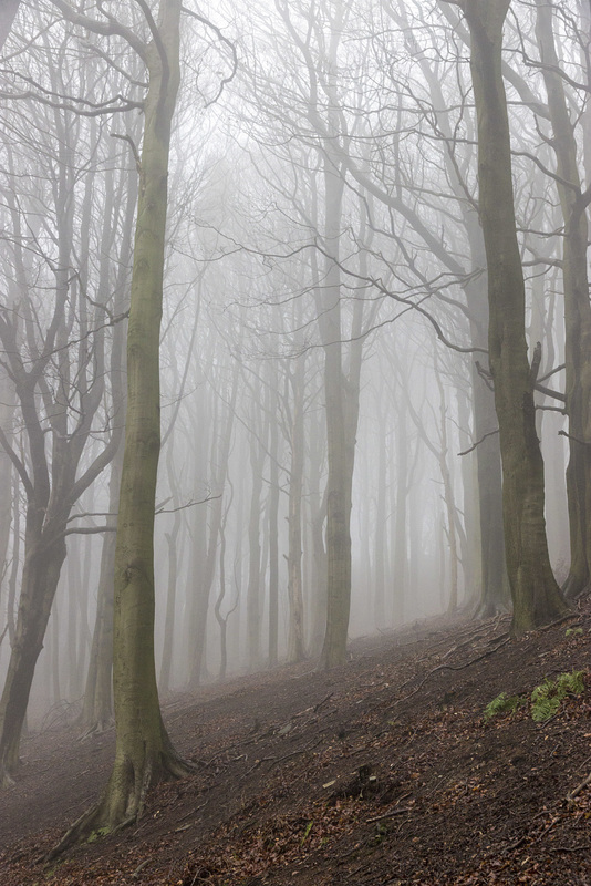 Misty bank of beeches 3