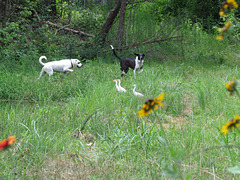 Dogs & egrets 6