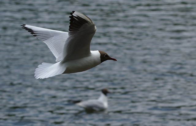 Blackheaded Gull EF7A3625