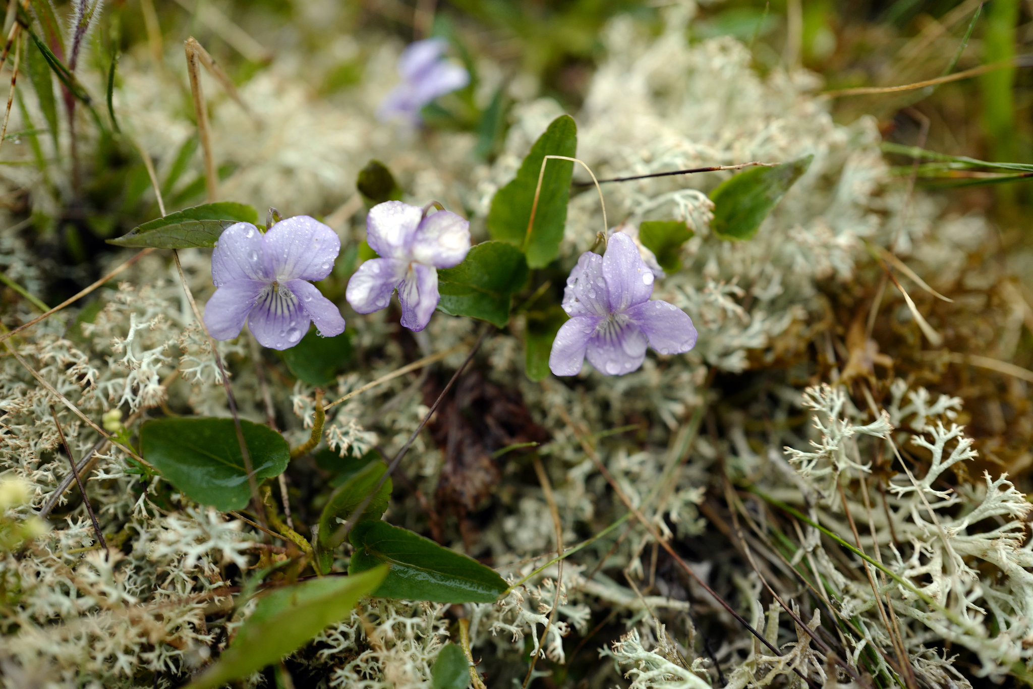 Viola canina, Tysfjóla, Iceland