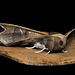 Episparis tortuosalis Moore, 1867, ♂