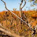 Watarrka National Park (Kings Canyon)