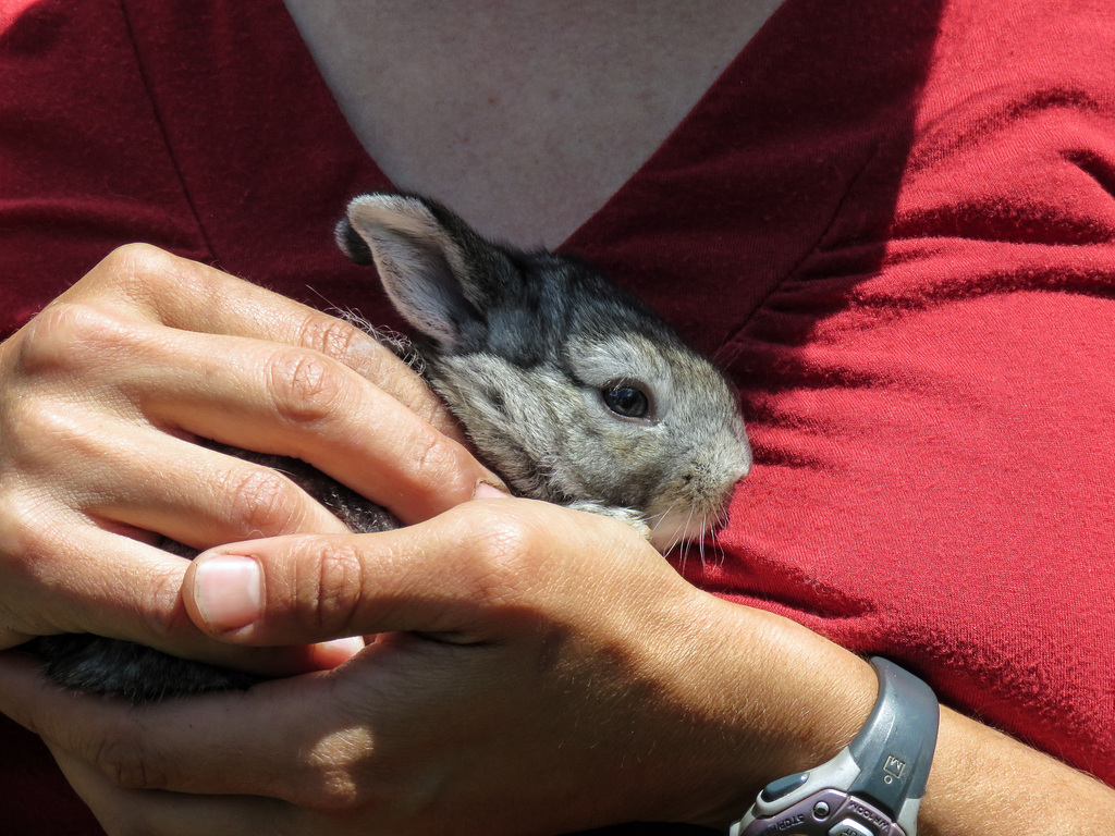 Eileen Tannas with baby Flemish Giant Rabbit