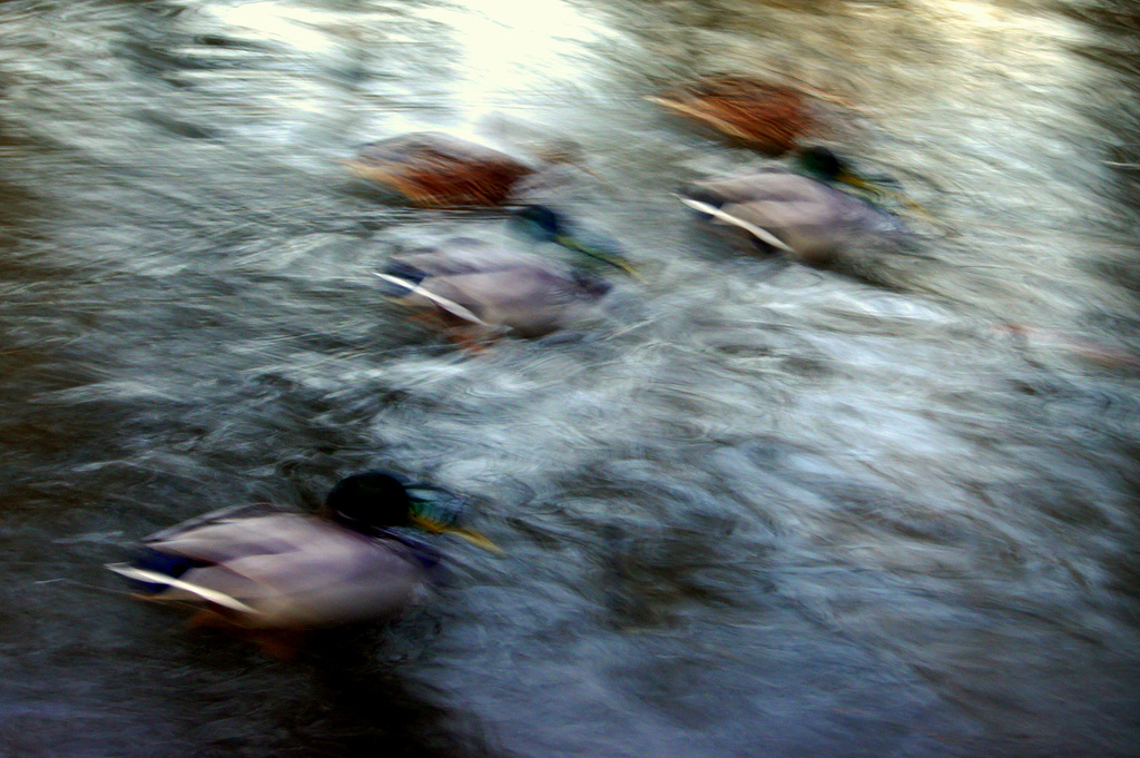 ICM Enten