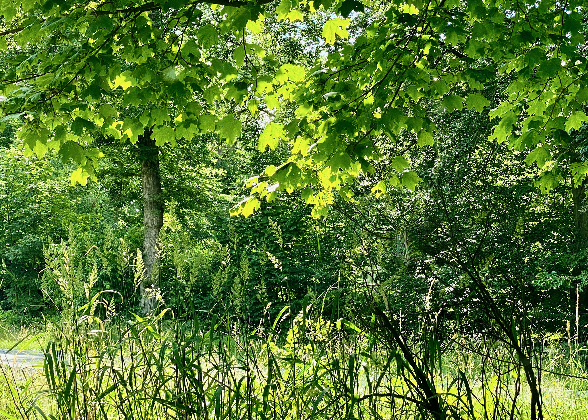 Grüntöne des Sommers