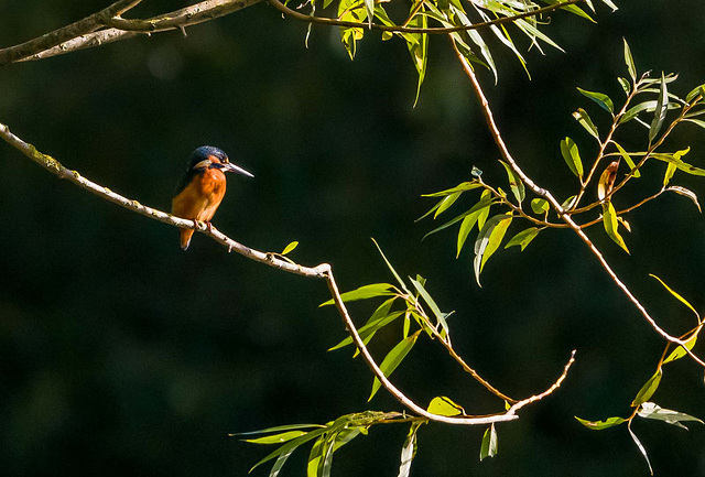 Kingfisher