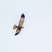 Marsh harrier